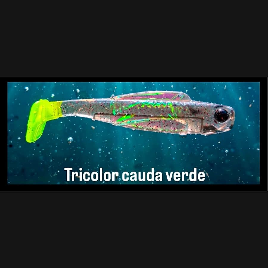 Shad – Tricolor Cauda Verde