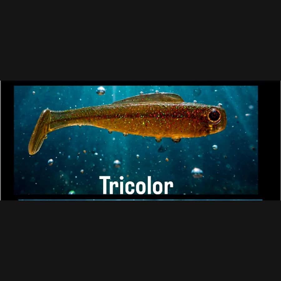 Shad – Tricolor